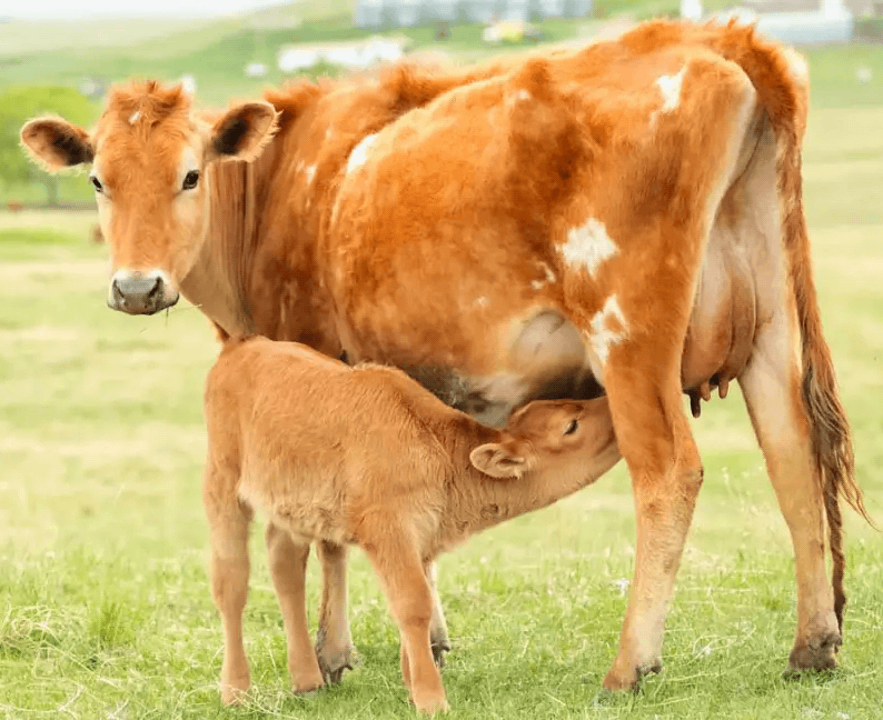 Colostrum